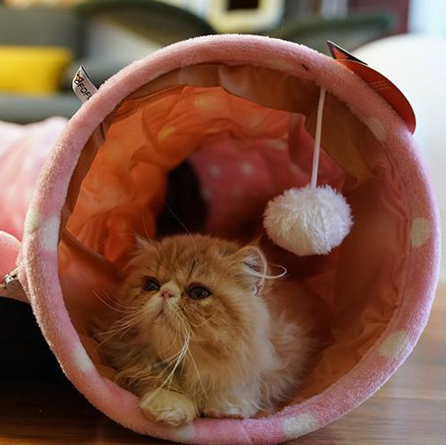Cat Tunnel Bed and Sleeping Bag